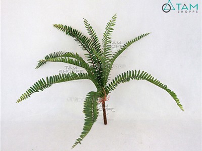 Nhánh dương xỉ số 42