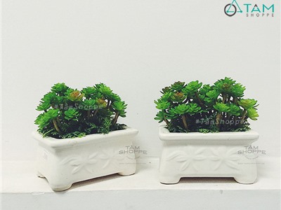 Chậu sen đá để bàn No.24