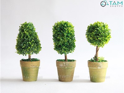 Chậu cây cổ thụ xanh Vintage