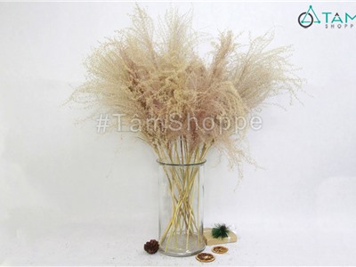 Cành hoa cỏ lau khô CHK-13