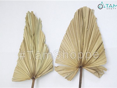 Cành lá cọ khô CHK-14
