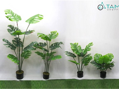 Cây Monstera trầu bà lá rùa xẻ giả loại 01 F-CHGL-11