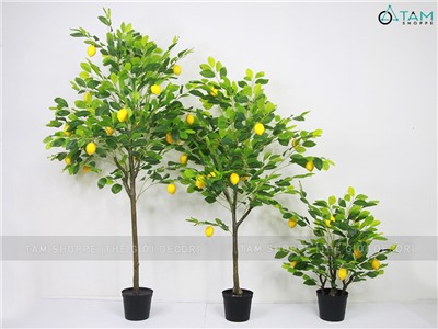 Chậu cây chanh vàng Mỹ giả cao 70-180cm F-CGNT-16