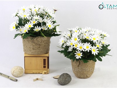 Chậu cúc họa mi trắng dây thừng rustic cao 20cm CHGDB-CUC-01