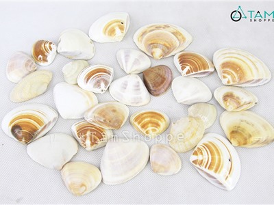 Vỏ nghêu lụa trang trí phong cách biển hủ 300-320g (25-30 vỏ)  HOS-03