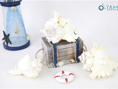 Vỏ ốc murex trắng trang trí phong cách biển HOS-29