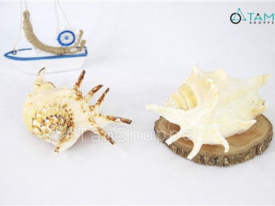 Vỏ ốc tai bẹ trắng lớn trang trí phong cách biển HOS-26