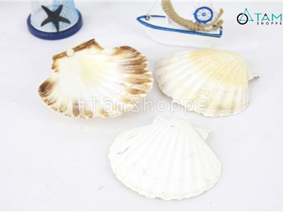 Set 3 vỏ sò điệp quạt trắng trang trí phong cách biển HOS-15