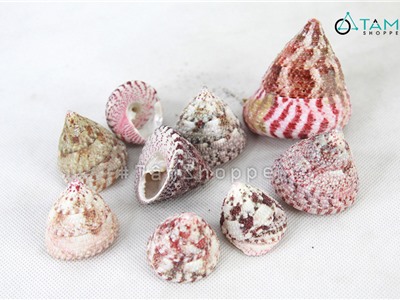 Vỏ ốc đụn hồng trang trí phong cách biển hủ 200-230g HOS-10