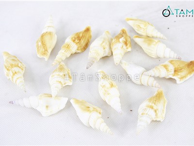 Vỏ ốc nhảy dài trang trí phong cách biển hủ 160-180g (10-12 con) HOS-18