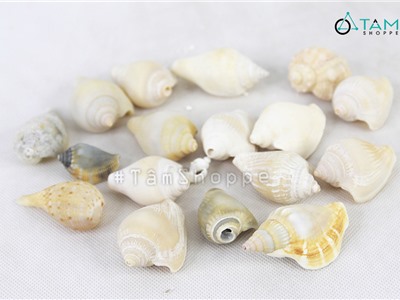 Vỏ ốc nhảy ngắn trang trí phong cách biển hủ 180-200g (15-20 con) HOS-06
