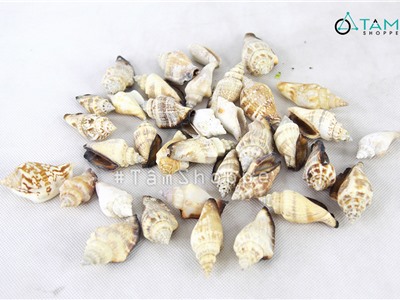 Vỏ ốc nhảy ngắn trắng đen trang trí phong cách biển hủ 180-200g (25-35 con) HOS-16