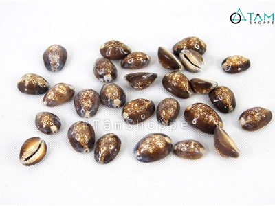 Vỏ ốc heo nâu nhỏ trang trí phong cách biển hủ 150g HOS-17