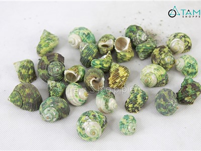 Vỏ ốc xanh trang trí phong cách biển hủ 180-200g (16-20 con) HOS-11