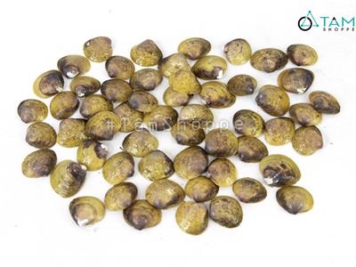 Vỏ nghêu đen trang trí phong cách biển hủ 170-180g (55-60 vỏ) HOS-02