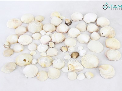 Vỏ sò huyết cồ trắng trang trí phong cách biển hủ 200g HOS-13