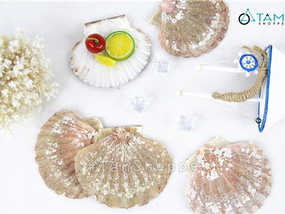 Vỏ sò điệp Mêxico trang trí phong cách biển set 5 con HOS-12