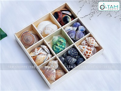 Set vỏ sò ốc hộp gỗ 9 ngăn ốc cuốn chiếu [Hàng đẹp - 9 kiểu] VOSOOC-SET06