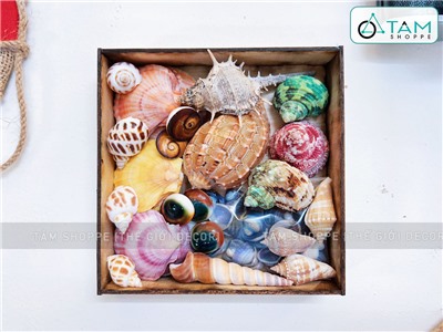 Set vỏ sò ốc hộp gỗ ốc khế màu rực rỡ [Hàng đẹp - 11 kiểu] VOSOOC-SET03