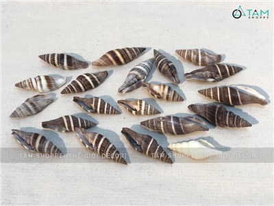 Vỏ ốc ớt nâu 5-6cm Hủ 90-100gr VOOC-OT-01