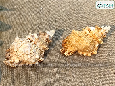 Vỏ ốc tù và cỡ nhỏ 7-10cm VOOC-TUVA-01