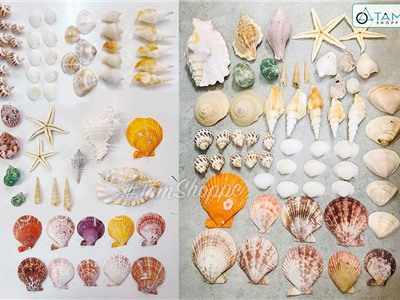 Hủ nhựa nhiều kiểu vỏ sò ốc biển trang trí ĐK2-10cm 500-550gr VOOC-07