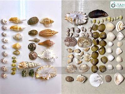 Hủ nhựa nhiều kiểu vỏ ốc biển ĐK2-10cm 470-500gr VOOC-08