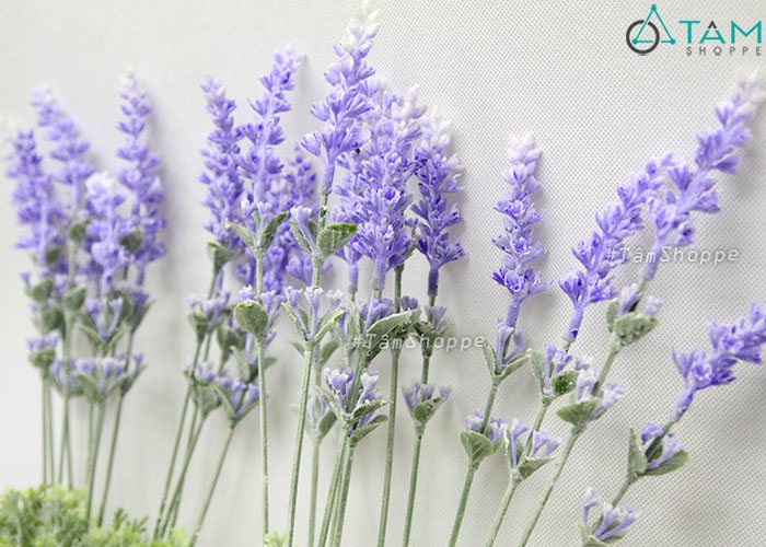 canh-hoa-lavender-gia-2-tang-phu-bui